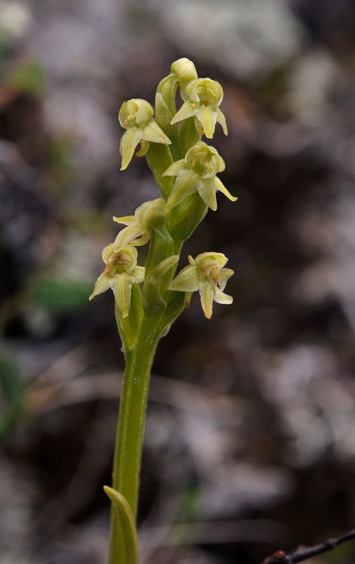 Platanthera oligantha. Closer.