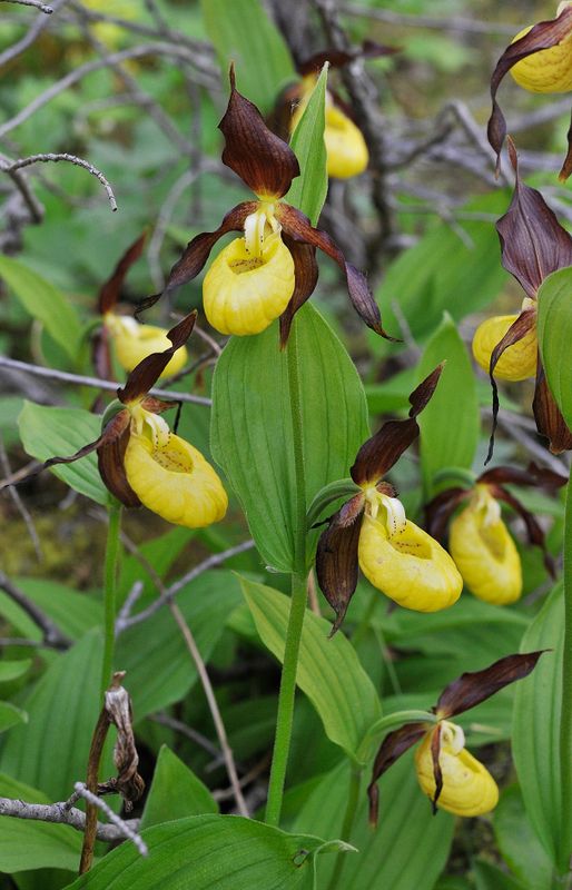 Cypripedium calceolus.jpg