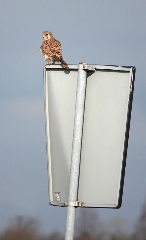 Falco tinnunculus.jpg