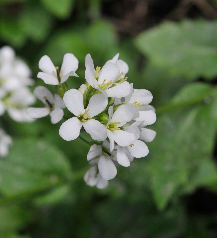 Arabis alpina. Closer.jpg