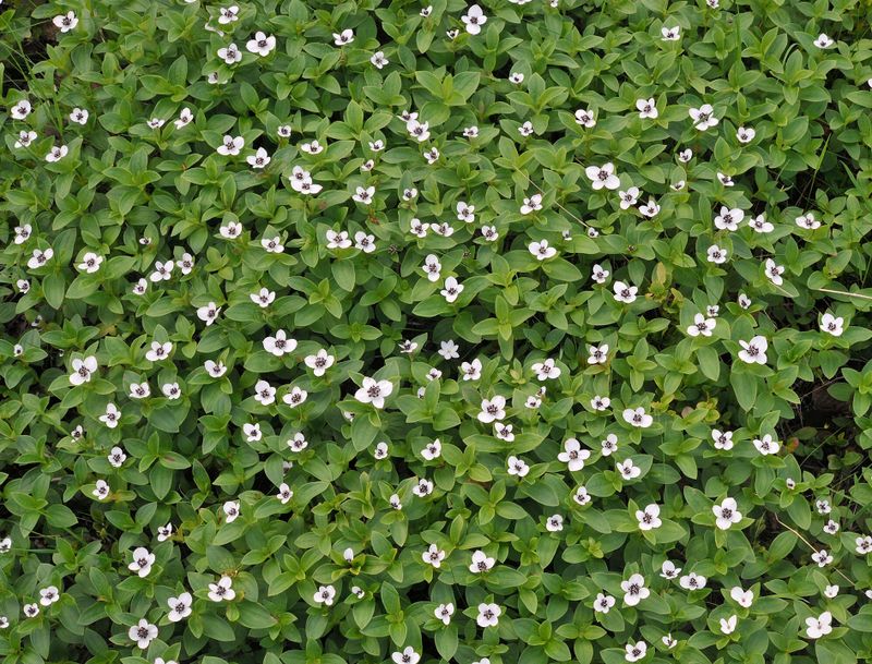 Cornus suecica.2.jpg