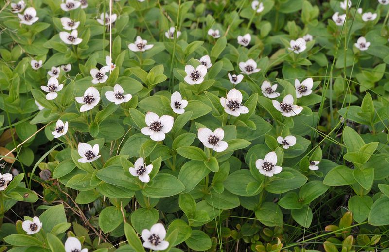 Cornus suecica.jpg