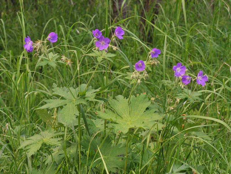 Geranium sylvaticum.2.jpg