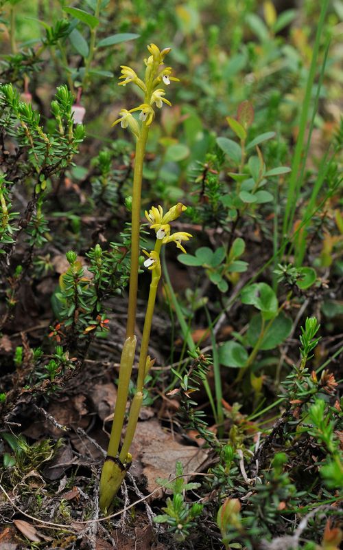 Corallorhiza trifida.jpg