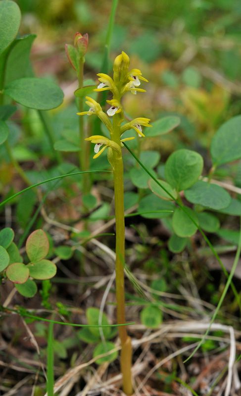 Corallorhiza trifida.2.jpg