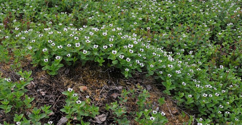 Cornus suecica.8.jpg