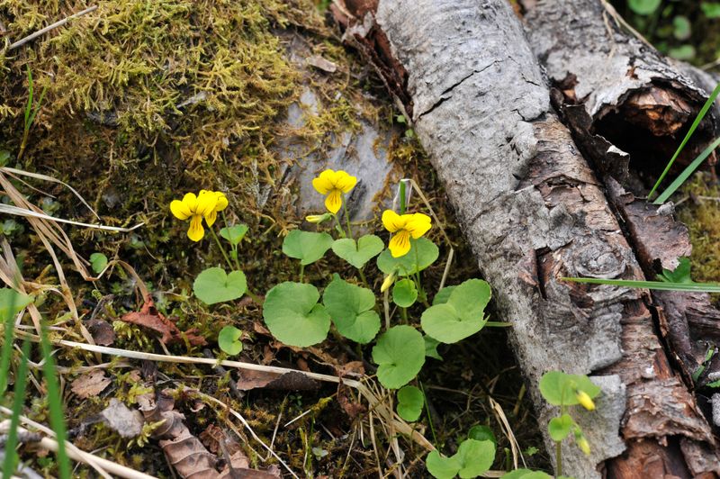 Viola biflora.jpg