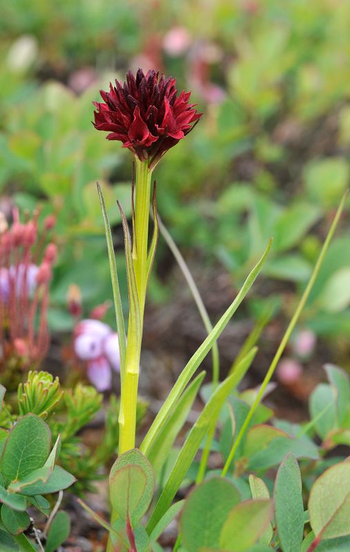 Gymnadenia nigra. Closer.3.jpg
