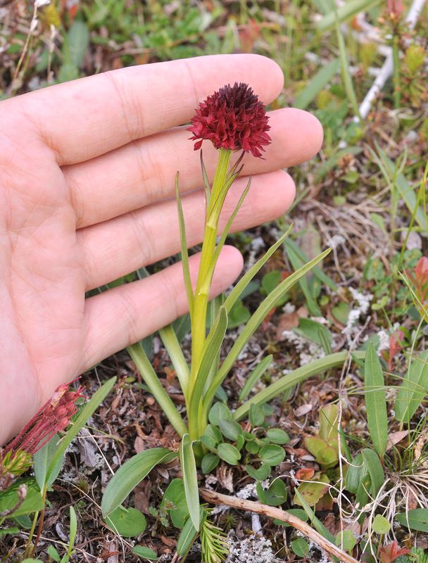 Gymnadenia nigra. With hand.jpg