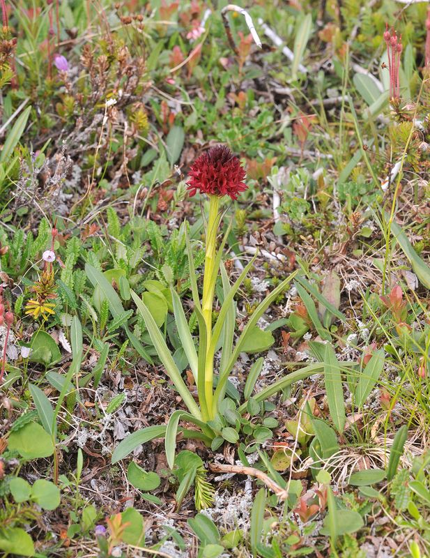 Gymnadenia nigra.2.jpg