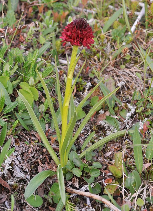 Gymnadenia nigra.jpg