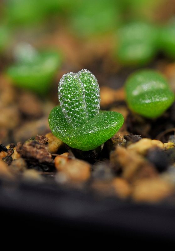 Monilaria moniliformis. Seedling.jpg