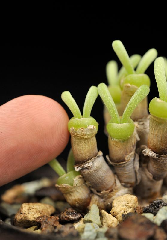 Monilaria moniliformis. With finger.jpg