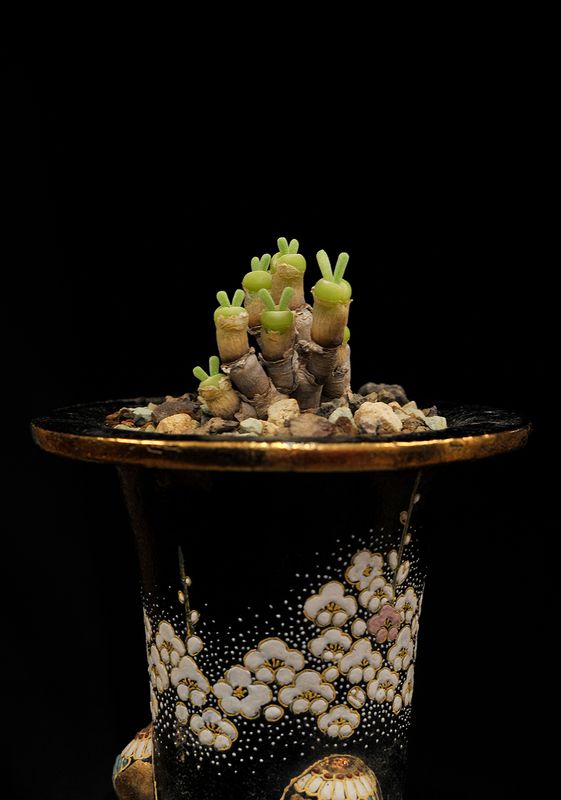 Monilaria moniliformis.1.Closer.jpg