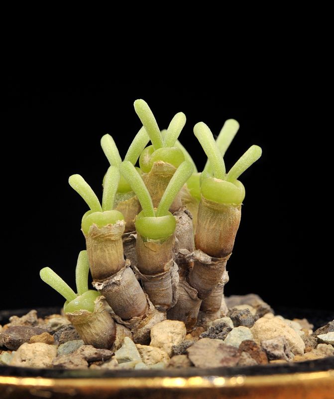 Monilaria moniliformis.2.jpg