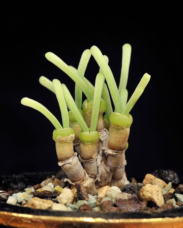 Monilaria moniliformis.3.jpg