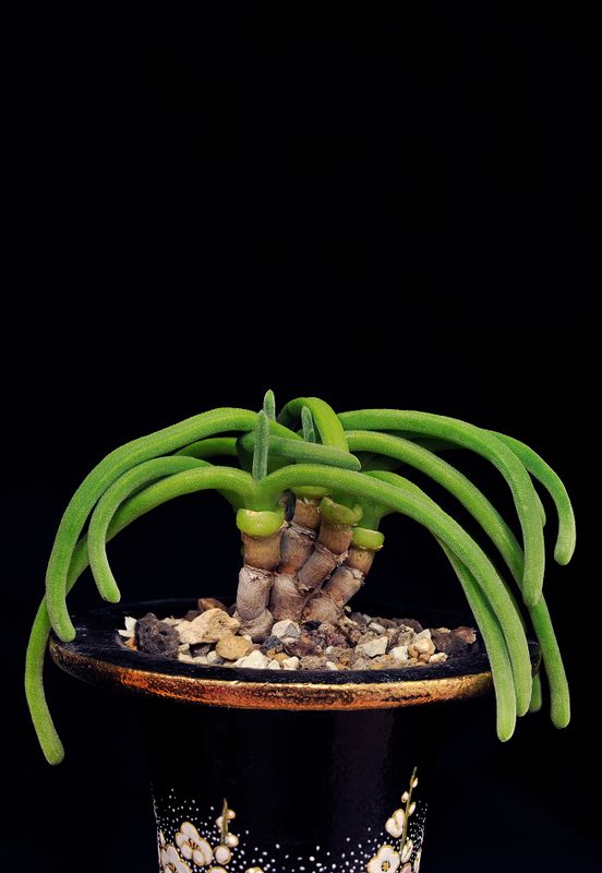 Monilaria moniliformis.4.jpg