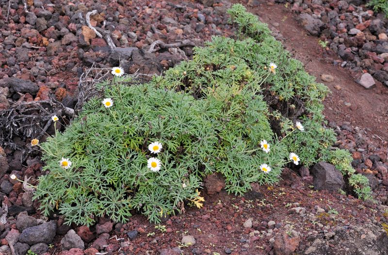 Argyranthemum frutescens.2.jpg