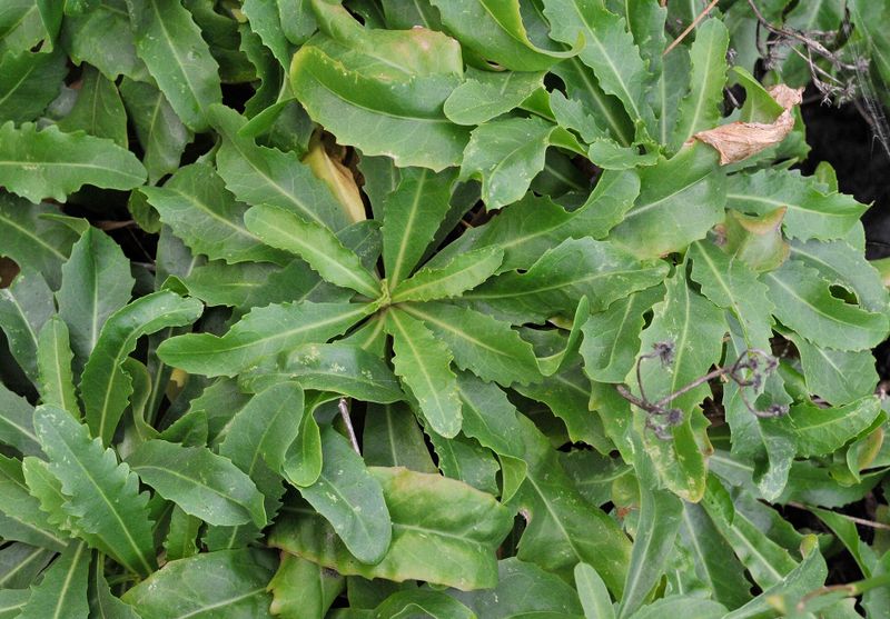 Tolpis santosii.. Foliage.jpg