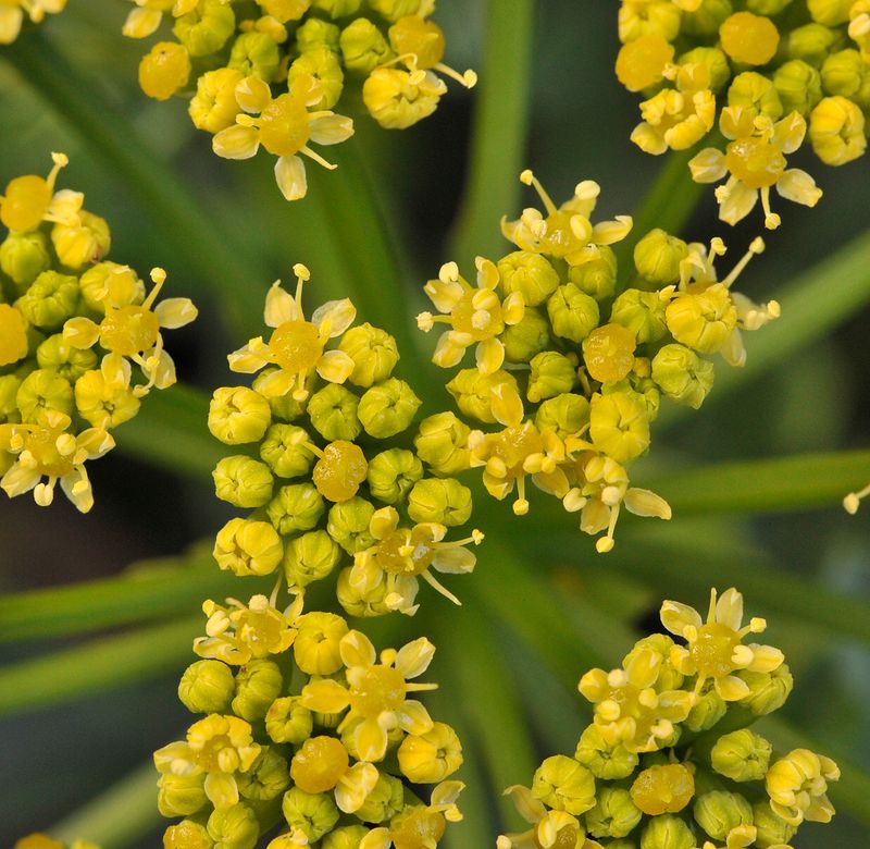 Astydamia latifolia. Close-up.