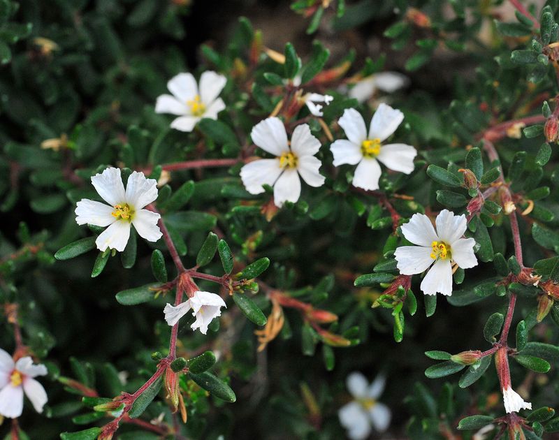 Frankenia ericifolia Closer.4.jpg