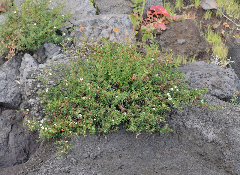 Frankenia ericifolia.2.jpg