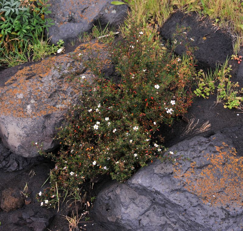 Frankenia ericifolia.jpg