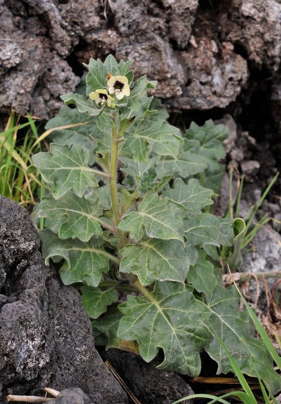 Hyoscyamus albus.jpg