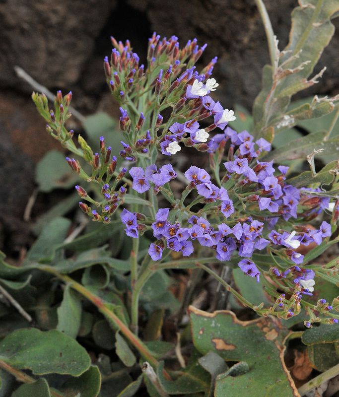 Limonium imbricatum. Closer.