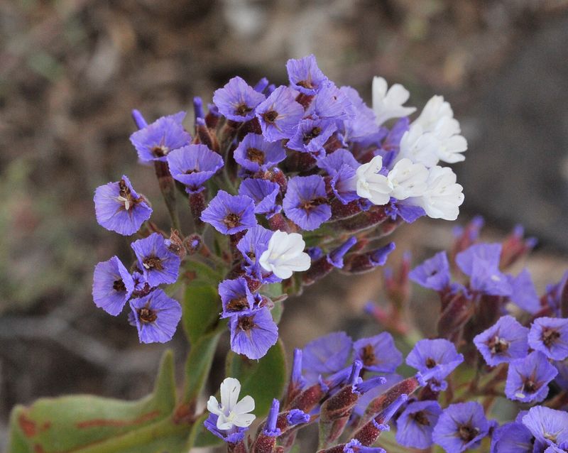 Limonium imbricatum. Closer.