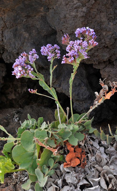 Limonium imbricatum