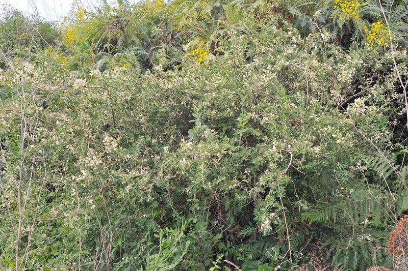 Chamaecytisus proliferus.jpg