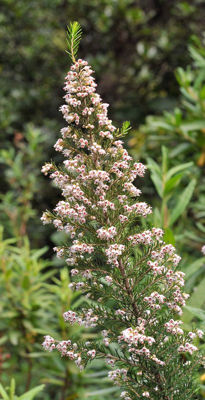Erica canariensis. Closer.jpg