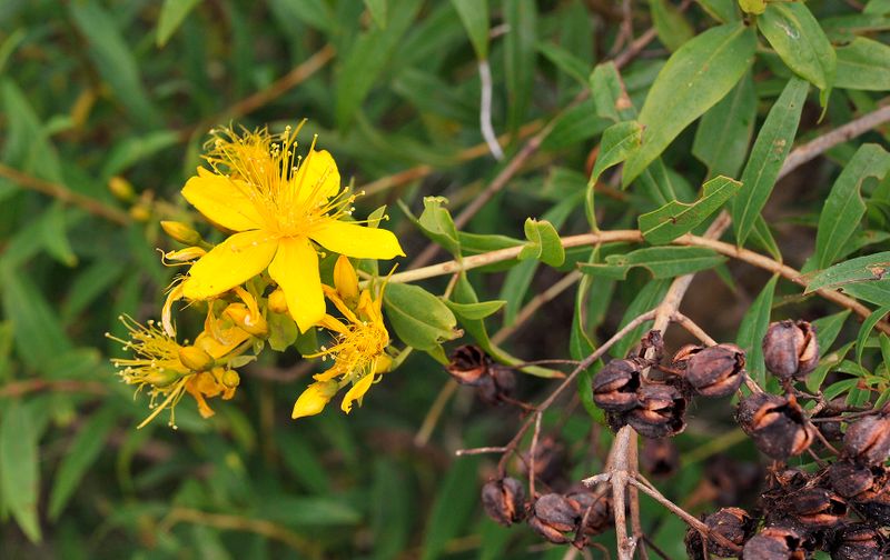 Hypericum canariense. Closer.jpg