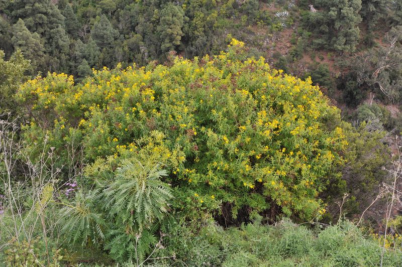 Hypericum canariense.jpg