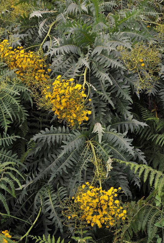 Sonchus palmensis. Closer.3.jpg