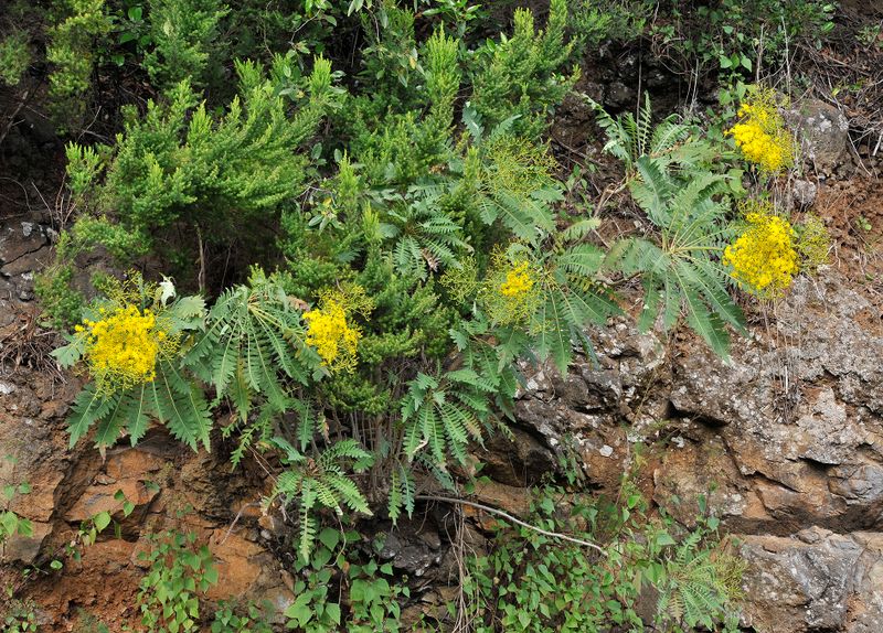 Sonchus palmensis. Closer.8.jpg