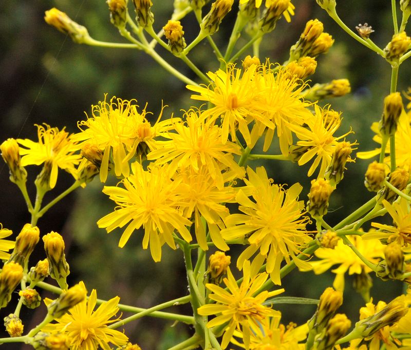 Sonchus palmensis. Close-up.2.jpg