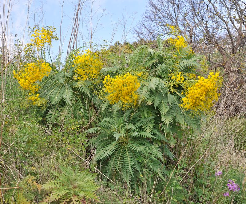 Sonchus palmensis.4.jpg