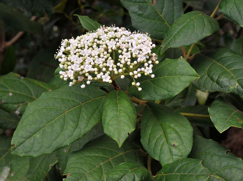 Viburnum rigidum. Closer.6.jpg