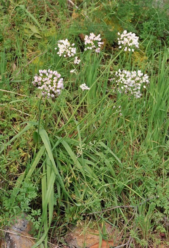 Allium canariense.2.jpg