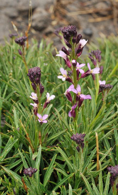 Erysimum scoparium. Closer.3.jpg