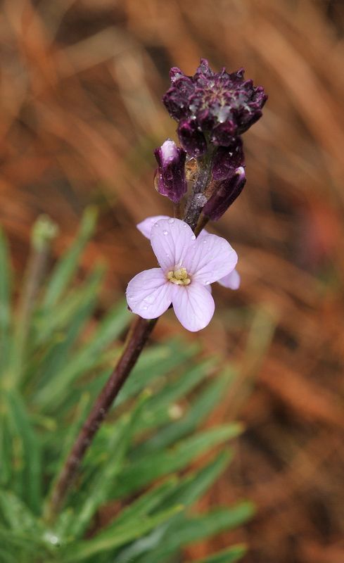 Erysimum scoparium. Closer.4.jpg
