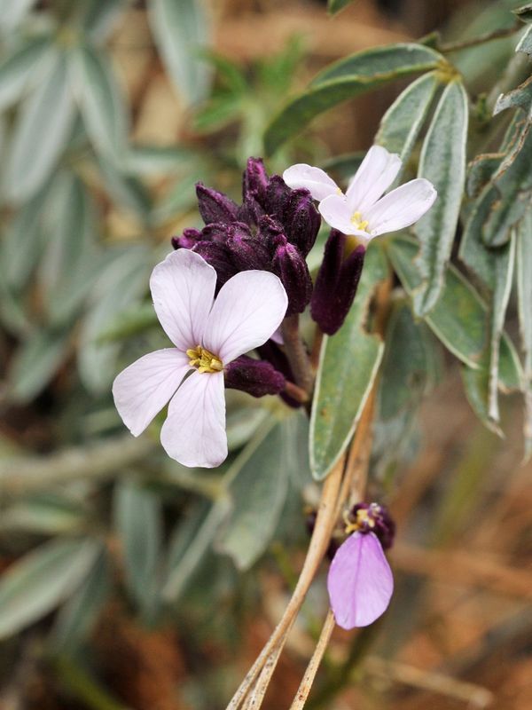 Erysimum scoparium. Close-up.2.jpg