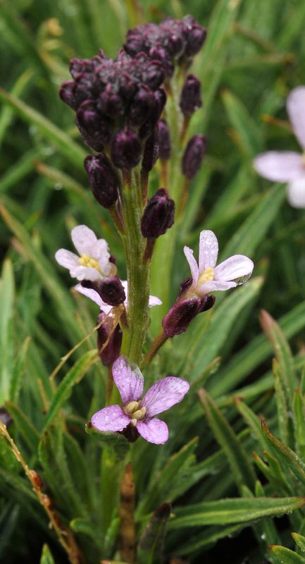 Erysimum scoparium. Close-up.jpg