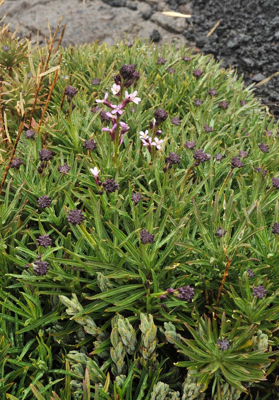 Erysimum scoparium.jpg