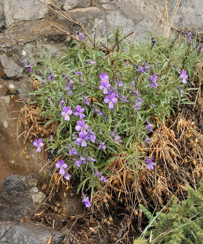 Viola palmensis
