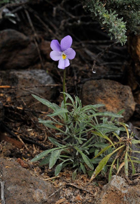 Viola palmensis