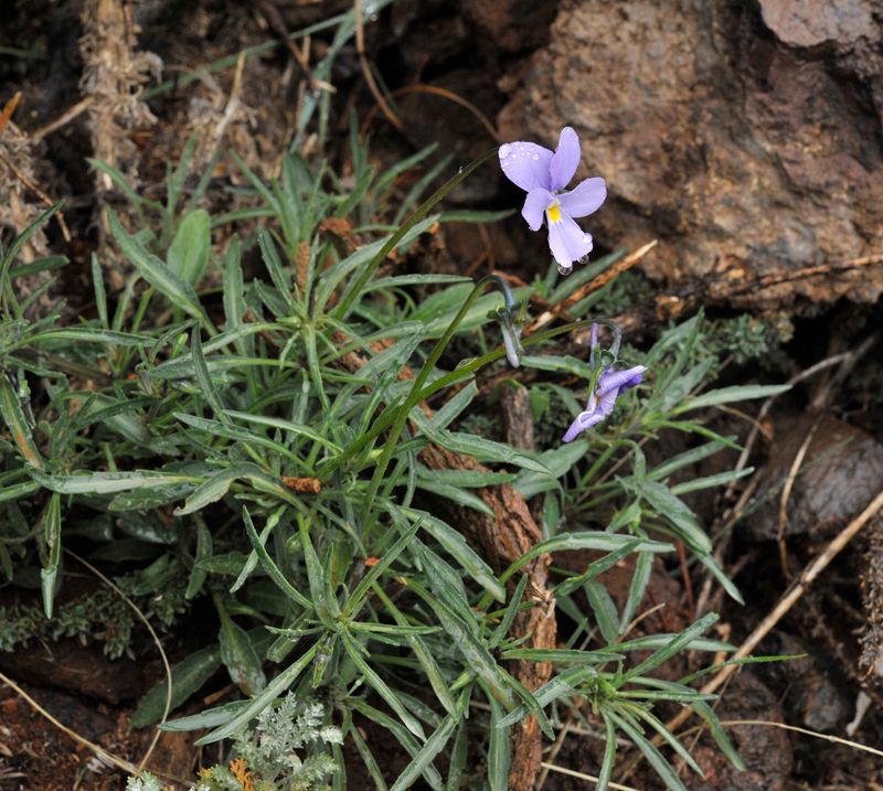 Viola palmensis