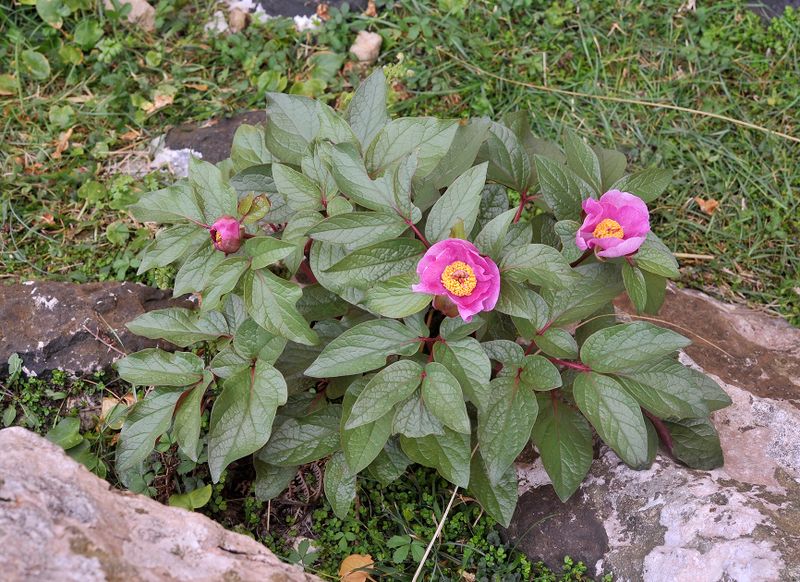 Paeonia cambessedesii.jpg